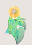 tournesol-2